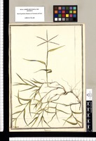 Paspalum / J[ose]ph Brunete. Original drawing from Ruiz & Pavón's Expedition (1777-1816)