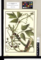 Cissus lobata / Brunete. Original drawing from Ruiz & Pavón's Expedition (1777-1816)