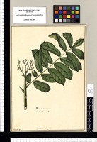 Genus novum [Fagara] / Xavier Cortés del. Original drawing from Ruiz & Pavón's Expedition (1777-1816)