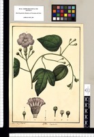 Convolvulus / Xavier Cortes y Alcoser del. Original drawing from Ruiz & Pavón's Expedition (1777-1816)