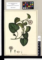 Ipomoea / Xavier Cortés del. Original drawing from Ruiz & Pavón's Expedition (1777-1816)