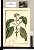Laugeria inermis / Fran[cis]co Pulgar. Original drawing from Ruiz & Pavón's Expedition (1777-1816)
