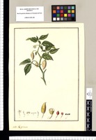 Capsicum [frutescens]. Original drawing from Ruiz & Pavón's Expedition (1777-1816)