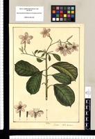 Cerdana, Cordia exaltata. Original drawing from Ruiz & Pavón's Expedition (1777-1816)