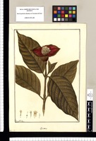 Psychotria / Fran[cis]co Pulgar. Original drawing from Ruiz & Pavón's Expedition (1777-1816)