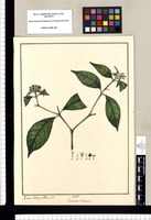 Psychotria dichotoma / Xavier Cortes y Alcoser del. Original drawing from Ruiz & Pavón's Expedition (1777-1816)