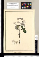 Randia? an Mussaenda? / Xavier Cortes y Alcoser del. Original drawing from Ruiz & Pavón's Expedition (1777-1816)