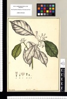 Hamelia / Xavier Cortés del. Original drawing from Ruiz & Pavón's Expedition (1777-1816)