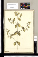 Achyranthes incana / J[ose]ph Brunete. Original drawing from Ruiz & Pavón's Expedition (1777-1816)