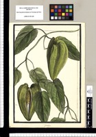 Cynanchum [pentagonum]/ Brunete. Original drawing from Ruiz & Pavón's Expedition (1777-1816)