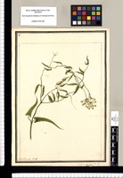 Asclepias volubilis. Flor. Per. hastata / Josef Brunete Delin. Original drawing from Ruiz & Pavón's Expedition (1777-1816)