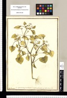 G.n. Spananthe Jacq : Icon. rarior. fasc. 6. vide genus Spananthe icon Collect. Jacq. vol. 3 [Spananthe paniculata] / J[ose]ph Brunete. Original drawing from Ruiz & Pavón's Expedition (1777-1816)