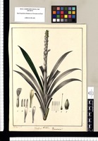 Tillandsia?, Pitcairnia? / Xa[vier] Cor[tés] y Al[cocer] del. Original drawing from Ruiz & Pavón's Expedition (1777-1816)