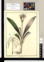 Pancratium / Xavier Cortez del. Original drawing from Ruiz & Pavón's Expedition (1777-1816)