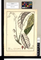 Guarea [triChileoides]. Original drawing from Ruiz & Pavón's Expedition (1777-1816)