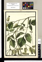 Paullinia lacticinosa / Brunete. Original drawing from Ruiz & Pavón's Expedition (1777-1816)