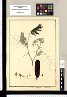 Caesalpinia: [corymbosa] Cascol. Vulgo. Original drawing from Ruiz & Pavón's Expedition (1777-1816)