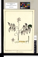 Cassia hirsuta: Linn? / Xavier Cortés y Alcocer. del. Original drawing from Ruiz & Pavón's Expedition (1777-1816)