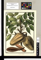 Swietenia mahagoni / Galvez. Original drawing from Ruiz & Pavón's Expedition (1777-1816)