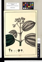 [Melastoma corymbosa]/ Xavier Cortés del. Original drawing from Ruiz & Pavón's Expedition (1777-1816)
