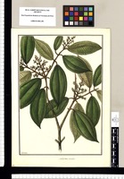 Melastoma coerulea [sic]/ Galvez. Original drawing from Ruiz & Pavón's Expedition (1777-1816)