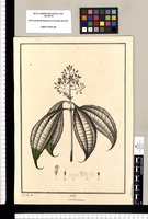 Melastoma / J[osé] G[abriel] R[ivera] del. Original drawing from Ruiz & Pavón's Expedition (1777-1816)