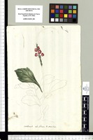 Verbena? obs. filana -2- sterilia. Original drawing from Sessé & Mociño's Expedition (1787-1803)