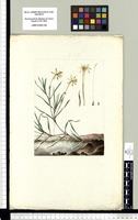 [Zosterella dubia (Jacq.) Small (Pontederiaceae)]. Original drawing from Sessé & Mociño's Expedition (1787-1803)