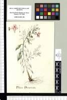 Phlox Divaricata. Original drawing from Sessé & Mociño's Expedition (1787-1803)