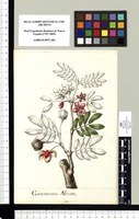 Guaiacum Afrum. Original drawing from Sessé & Mociño's Expedition (1787-1803)