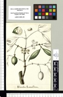 Rheedia Lateriflora. Original drawing from Sessé & Mociño's Expedition (1787-1803)