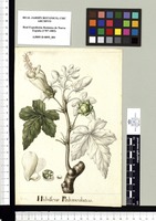 Hibiscus Pedunculatus. Original drawing from Sessé & Mociño's Expedition (1787-1803)