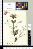 Tarchonanthus Purpureus. Original drawing from Sessé & Mociño's Expedition (1787-1803)