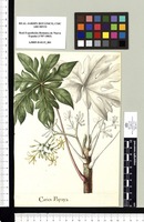 Carica Papaya. Original drawing from Sessé & Mociño's Expedition (1787-1803)