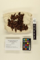 Banisteria coccinea ; Fruits and seeds.