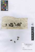 Annona sp. L.; Fruits and seeds.