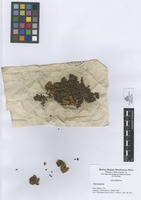 Alstroemeria sp. L.; Fruits and seeds.