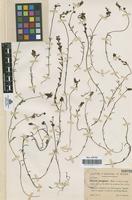 Isotype of Linaria aeruginea var. pruinosa Sennen & Pau [family SCROPHULARIACEAE]