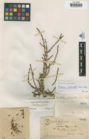 Holotype of Anabasis hispanica Pau [family CHENOPODIACEAE]