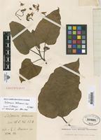 Type of Solanum betaceum Cav. [family SOLANACEAE]