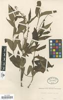 Type of Buena panamensis Cav. [family RUBIACEAE]