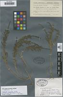 Neotype of Salsola spicata Willd. [family CHENOPODIACEAE]