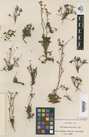 Lectotype of Saxifraga paniculata Cav. [family SAXIFRAGACEAE]