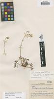 Syntype of Saxifraga trifurcata Schrad. var. legionensis Rothm. [family SAXIFRAGACEAE]