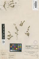 Filed as Guilleminea densa (Humb. & Boupl.) Moq. [family AMARANTHACEAE]