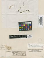 Filed as Cochlearia officinalis L. [family CRUCIFERAE]