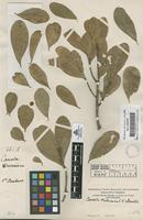 Filed as Canella winterana (L.) Gaertn. [family CANELLACEAE]