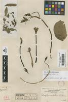 Filed as Ipomoea alba L. [family CONVOLVULACEAE]