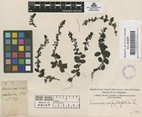 Filed as Veronica serpyllifolia L. [family SCROPHULARIACEAE]