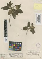 Filed as Hamelia patens Jacq. [family RUBIACEAE]
